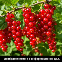 Ribes rubrum (Червен касис)