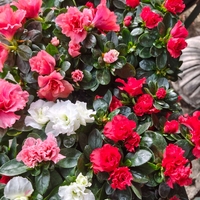 Rhododendron simsii (Стайна азалия)