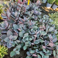 Sedum cauticola Red canyon