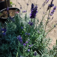 Lavandula angustifolia 'Hidcote'