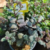 Sedum spurium 'Dragon's Blood'
