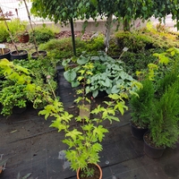 Acer palmatum (Японски клен)