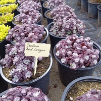 Sedum cauticola Red canyon