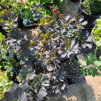 Cotinus coggygria ‘Royal Purple’