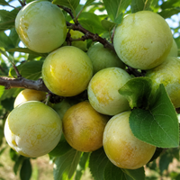 Prunus domestica 'Renclode' (Слива 'Ренглота')