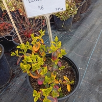 Euonymus fortunei Emerald Gold