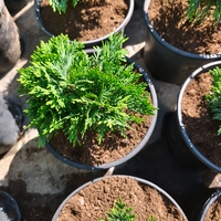 Thuja occidentalis ‘Danica’ (Туя Даника)