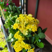 Kalanchoe blossfeldiana (Каланхое)