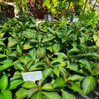 Hydrangea macrophylla 'Dark Angel'