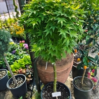 Acer palmatum 'Orange Dream'