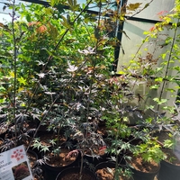 Acer palmatum (Японски клен)