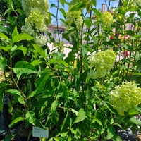 Hydrangea paniculata 'Bonfire'