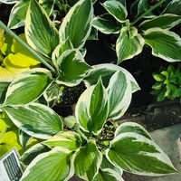 Hosta