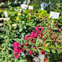 Lagerstroemia indica (Индийски люляк)
