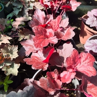 Heuchera