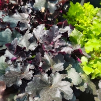 Heuchera