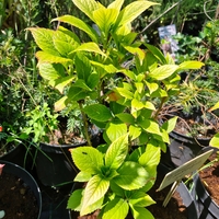 Hydrangea macrophylla