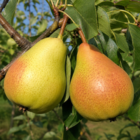 Pyrus communis 'Попска масловка' (Круша 'Попска масловка')
