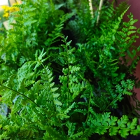 Dryopteris filix-mas (Мъжка папрат)