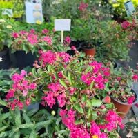 Lagerstroemia indica (Индийски люляк)
