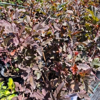 Physocarpus opulifolius 'Diabolo'