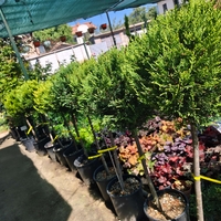 Топиар cupressocyparis gold crest, 1 топка