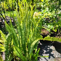 Nephrolepis exaltata (Бостънска папрат)