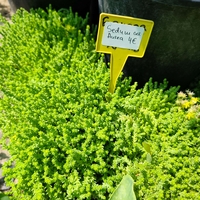 Sedum acre 'Aureum' (Златист седум)