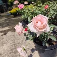 Rosa (Храстовидна роза) МИКС