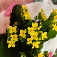 Kalanchoe blossfeldiana (Каланхое)