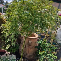 Acer palmatum 'Viridis green'