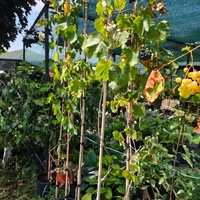 Vitis vinifera (Десертно грозде)