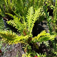 Dryopteris filix-mas (Мъжка папрат)