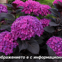 Hydrangea macrophylla 'Dark Angel'