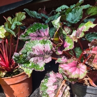 Begonia rex (Бегония рекс)