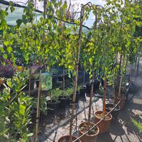 Betula pendula 'Youngii'