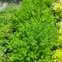 Sedum sexangulare (Шестореден седум)