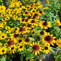 Rudbeckia fulgida (Рудбекия)