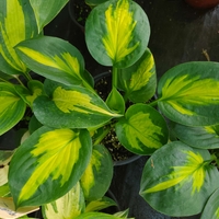 Hosta