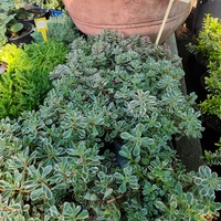 Sedum spurium 'Tricolor'