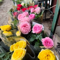 Rosa Mini (Мини стайна роза)