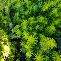 Sedum rupestre 'Angelina'