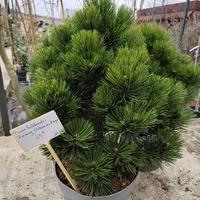 Pinus heldreichii Zwerg Schneverdingen