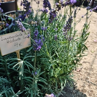 Lavandula angustifolia 'Hidcote'