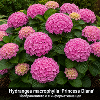 Hydrangea macrophylla 'Princess Diana'