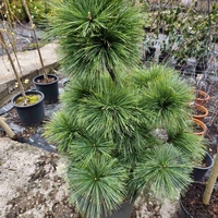 Pinus x schwerinii 'Wiethorst'