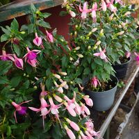 Fuchsia ( обички )