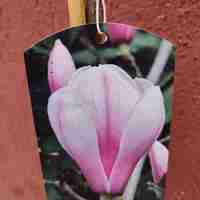 Мagnolia soulangeana Superba