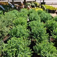 Thuja occidentalis ‘Mr. Bowling Ball’
