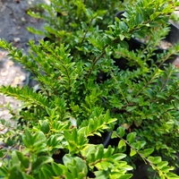 Lonicera nitida (Лъскав орлов нокът)